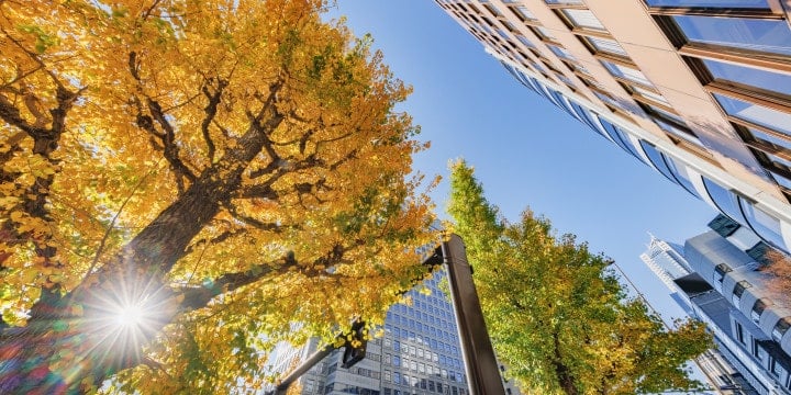 Buildings in Tokyo and trees with autumn leaves
