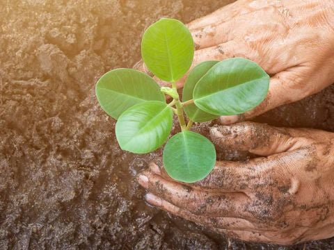 How to Reward Employees with CSR Actions that Matter: Introducing Sociabble Trees