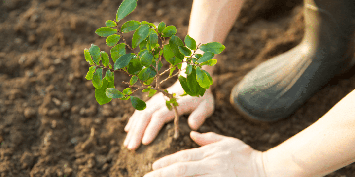 A small tree being planted in the ground