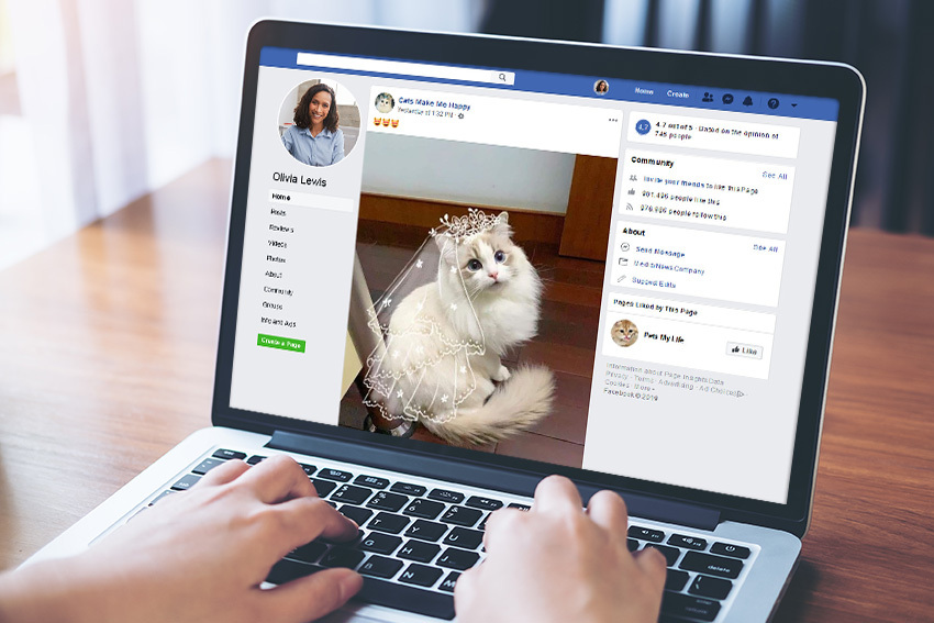 Newsfeed with cats